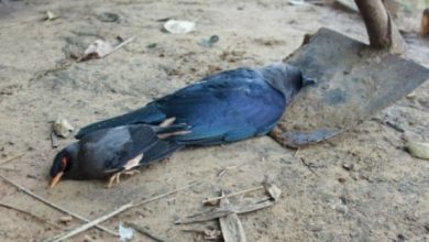 Photo of उत्तर प्रदेश के मुजफ्फरनगर जिले में अचानक दर्जनों पक्षियों की मौत से हड़कंप, जिला प्रशासन ने जारी किया अलर्ट
