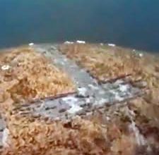 Photo of जानिए क्या हैं उस समुद्री जीव में खास बात, जिसके लिए रखा गया 3 लाख का इनाम