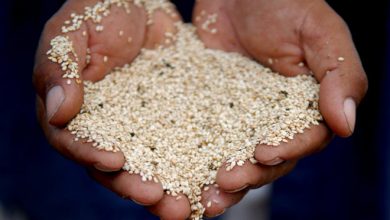 Photo of राशि के अनुसार करें मकर संक्रांति पर दान, पूरी हो जाएगी सभी मनोकामना…