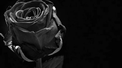 Photo of Rose Day 2021: अपने पार्टनर को कभी न दें इस… रंग का गुलाब