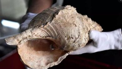 Photo of ये हैं 18 हजार साल पुराना शंख, मानव की खोपड़ी जैसा हैं इसका आकार…