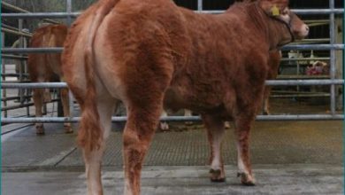 Photo of 2.61 करोड़ रुपए की भारी-भरकम में बिकी यह गाय, जानिए क्या है खास?