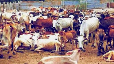 Photo of विधान परिषद में कर्नाटक सरकार ने पारित किया विधेयक: गोहत्या विरोधी