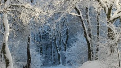 Photo of इस देश में 60 साल बाद पड़ी ऐसी ठण्ड नदी और समुद्र में जमी बर्फ