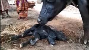 Photo of भैंस ने द‍िया दो स‍िर वाले जानवर को जन्म, देखकर हैरान रह गए लोग…