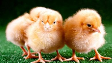 Photo of स्टार्ट अप ने निकाला अनोखा तरीका अंडे के अंदर ही मादा बन जाएंगे नर चूजे
