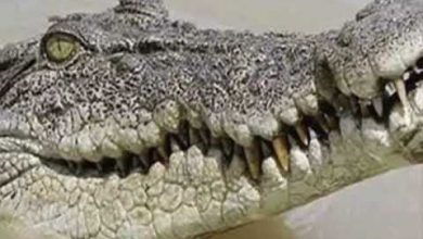 Photo of मगरमच्छ के पेट से निकली यह चीज, देखने वालें हुए हक्के- बक्के