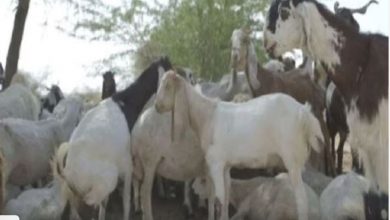 Photo of महाराष्ट्र के इस किसान के अनोखी पहल के जरिये एकीकृत खेती को बढ़ावा देने के लिए शुरू किया ‘बकरी बैंक’