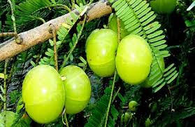 Photo of महिलाओं के लिए वरदान हैं आंवला,   नियमित रूप से करें सेवन