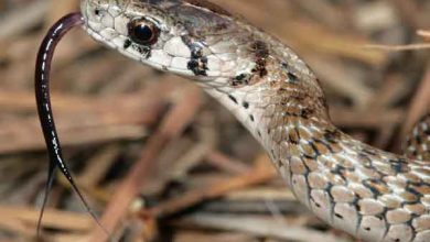Photo of आखिर क्यों होती हैं सांपो की बीच से कटी जीभ, क्या इसके पीछे का कारण