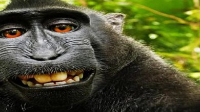 Photo of बंदरों से भी जुड़ा हैं सेल्फी का नाता, पूरी खबर पढ़कर आपको भी नहीं होगा यकीन…