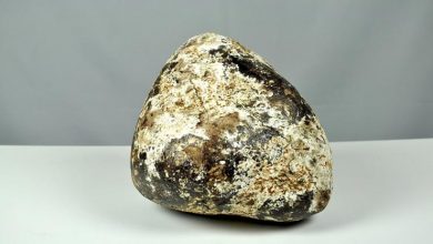Photo of आखिर क्यों महंगी बिकती हैं व्हेल की उल्टी, जानें इसके पीछे का ये बाड़ा कारण…