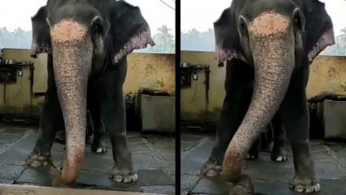 Photo of लोगों को खूब पसंद आ रहा हैं इस हाथी का ये मजेदार डांस, वीडियो देख सभी हो गए हैरान…