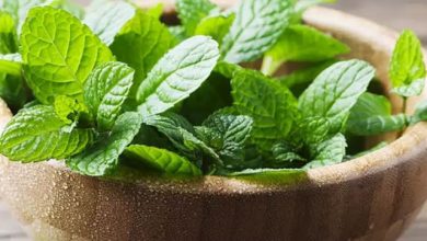 Photo of गर्मियों में किसी वरदान से कम नहीं हैं पुदीने की पत्ती, जान लें इसके जबरदस्त फायदे