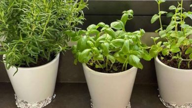Photo of घर में लगाएं ये पौधा, कई बीमारियों से मिलेगा छुटकारा