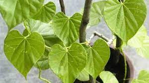 Photo of किसी वरदान से कम नहीं हैं आपके लिए गिलोय, जानें किस तरह करें इस्तेमाल