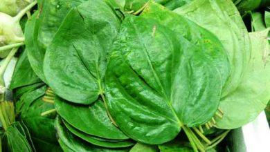 Photo of नहीं जानते होंगे आप पान के पत्तो के ये पांच जबरदस्त फायदे…