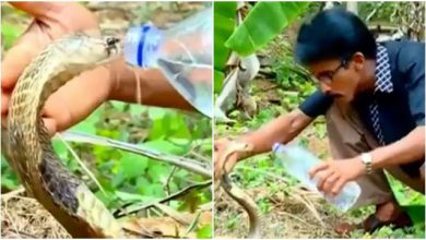Photo of प्यासे कोबरा को शख्स ने कुछ इस अंदाज में बोतल से पिलाया पानी, देखे वीडियो…
