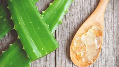 Photo of एलोवेरा सेहत के लिए तो फायदेमंद होता है साथ ही सुंदरता में भी लगाता है चार चांद…
