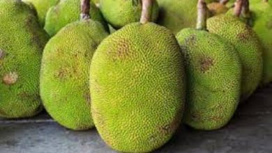 Photo of तो इसलिए कटहल को कहा जाता हैं शाकाहारियों का मीट, जानें इसके कमाल के फायदे…