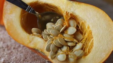 Photo of एक बार जरुर जान ले रोजाना कद्दू के बीज खाने से होने वाले ये कमाल के फायदे….