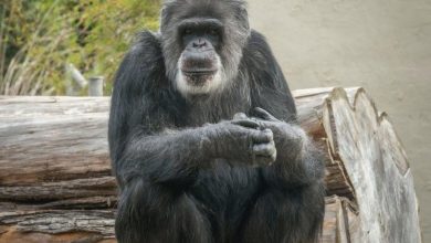 Photo of नहीं रहा सबसे बुजुर्ग नर Chimpanzee, 63 साल की उम्र में हुई मौत…