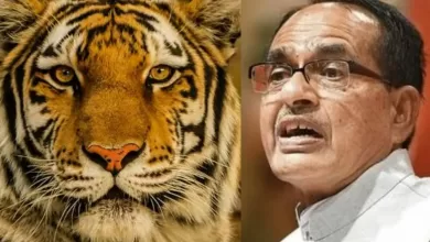 Photo of International Tiger Day के मौके पर CM शिवराज सिंह चौहान ने कहा- ‘ MP टाइगर बचाएगा भी और बढ़ाएगा भी’…..