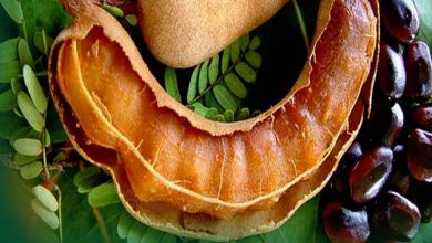 Photo of जान ले खट्टी मीठी इमली खाने से होने वाले ये कमाल के फायदे…