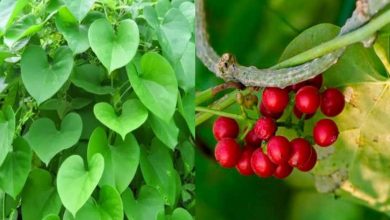Photo of गिलोय के हैं अपने अनोखे फायदे, जानकर आप भी नहीं कर पाएगे यकीन…