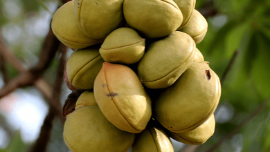 Photo of सेहत के लिए बेहद फायदेमंद होती हैं जंगली बादाम, इन समस्याओं…
