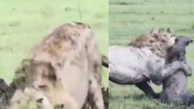 Photo of शेर ने जमीन खोदकर किया शिकार, देखे रोंगटे खड़े कर देने वाला वीडियो