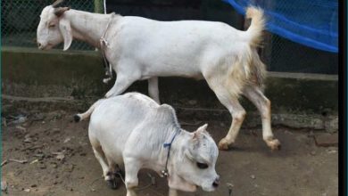 Photo of ये हैं दुनिया की सबसे छोटी गाय…