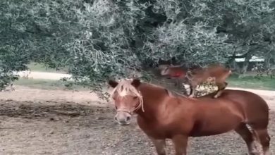 Photo of बकरी खाने के लिए खोजा गजब का जुगाड़, वीडियो देख सभी हो गये हैरान…