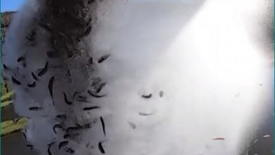 Photo of सोशल मीडिया पर तेजी से वायरल हो रहा हैं मछलियों की बारिश का ये वीडियो, जिसे देखकर दंग रह जाएंगे आप
