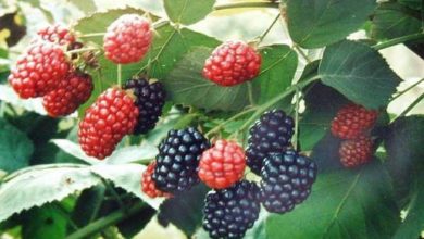 Photo of शहतूत खाने से होता हैं सेहत को कमाल का लाभ, जानकर हो जाओगे हैरान…