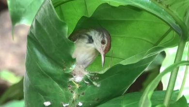 Photo of घोसला बनाते हुए इस चिड़ियाँ का तेजी से वायरल हो रहा हैं वीडियो…