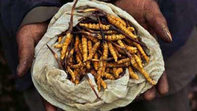 Photo of बेहद महंगा बिकता हैं यह कीड़ा, वजह जानकर हो जाओगे पागल…
