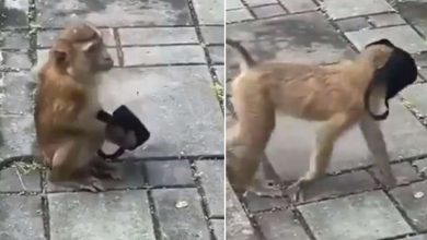Photo of कोरोना से अब बंदरों को भी लगने लगा हैं डर, वीडियो मे देखे कैसे…