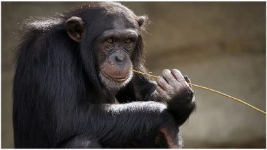 Photo of महिला और चिम्पैंजी के बीच चल रहा था अफेयर, Zoo के अधिकारियों ने उठाया ये बड़ा कदम…