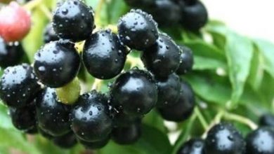 Photo of जामुन के फल और बीज दोनों ही सेहत के लिए होते है बेहद फायदेमंद