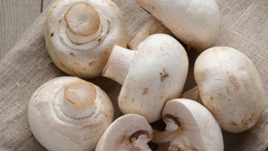 Photo of सेहत के लिए बेहद फायदेमंद हैं  मशरूम, जानें कमाल के फायदे…
