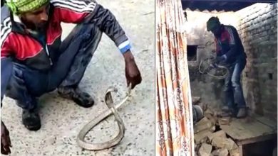 Photo of सांप को रगड़-रगड़कर नहलाने लगा शख्स, जिसे देख सभी हो गए हैरान…