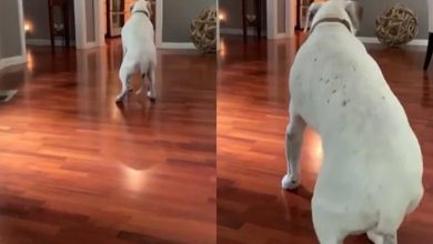 Photo of सोशल मीडिया पर धमाल मचा रहा हैं ये कुत्ता, वीडियो देखकर हो जाओगे हैरान…
