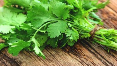 Photo of हरी धनिया के सेवन से होते हैं ये कमाल के फायदे, जानकर हो जाएगे हैरान…
