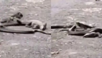 Photo of किंग कोबरा और मॉनिटर छिपकली के बीच हुई जबरदस्त लड़ाई, देंखे वीडियो