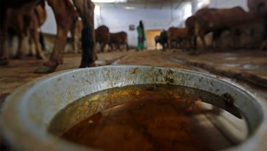 Photo of कैंसर जैसी बीमारियों के इलाज में मददगार है ‘गोमूत्र’