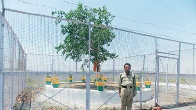 Photo of सुपरस्टार जैसी लाइफ जीता हैं ये पेड़, 24 घंटे तैनात रहती है पुलिस…