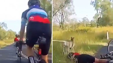 Photo of सोशल मीडिया पर तेजी से देखा जा रहा हैं ये वीडियो, जिसे देख आप भी हो जाओगे हैरान…