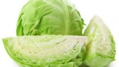 Photo of शाकाहारी लोगों के लिए प्रोटीन का बेस्ट स्रोत है पत्ता गोभी, जानिए इसके फायदो के बारे में….
