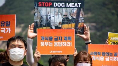 Photo of कुत्ते के मांस की खपत पर सलाहकार निकाय स्थापित करेगा दक्षिण कोरिया